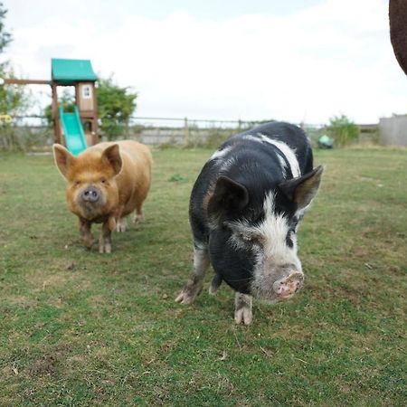 The Piggery Pod Hotel Sittingbourne Eksteriør billede