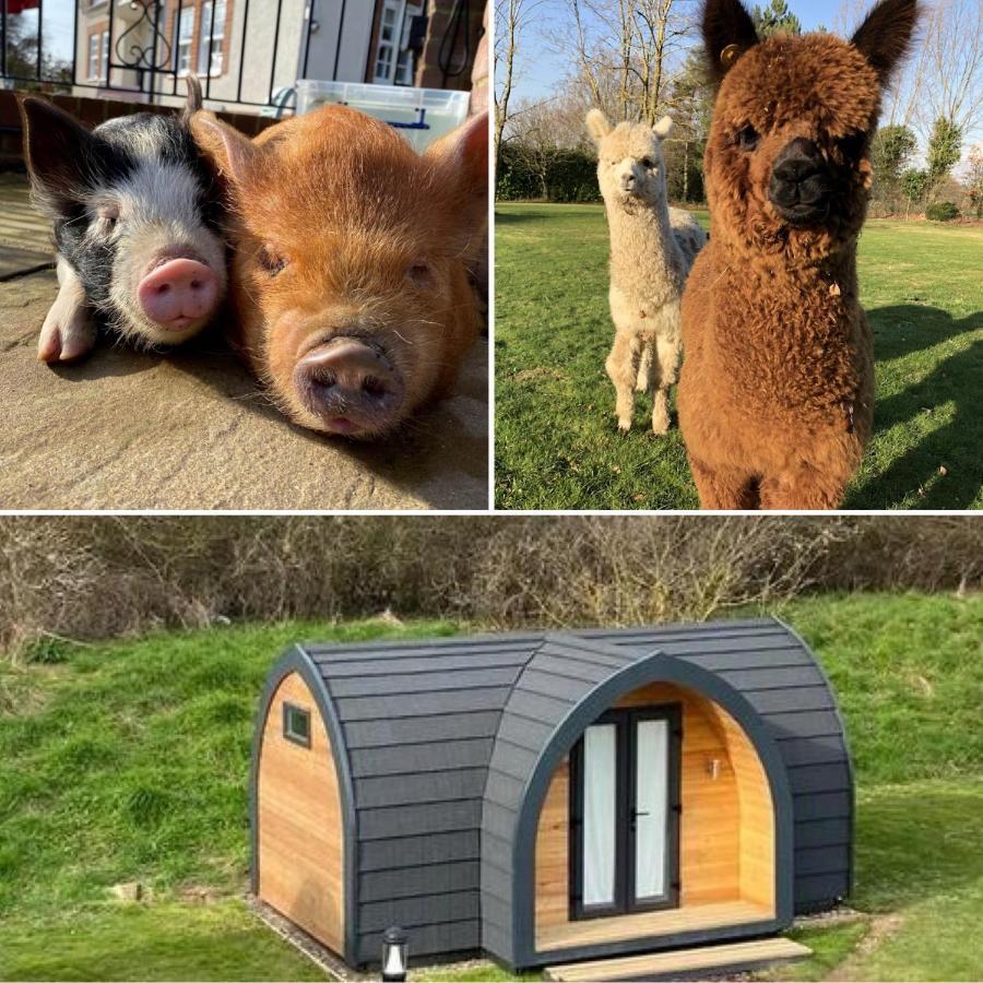 The Piggery Pod Hotel Sittingbourne Eksteriør billede