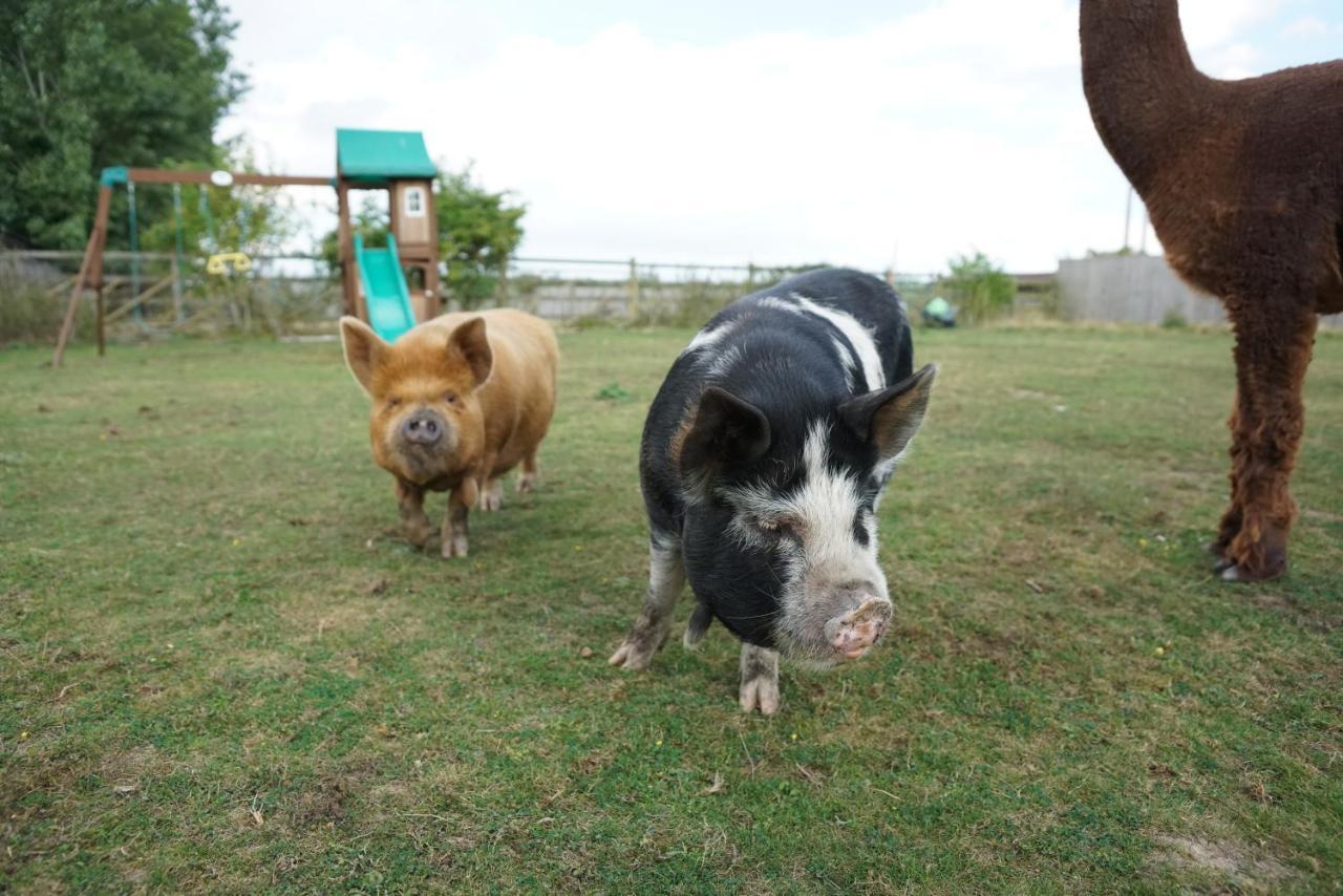 The Piggery Pod Hotel Sittingbourne Eksteriør billede